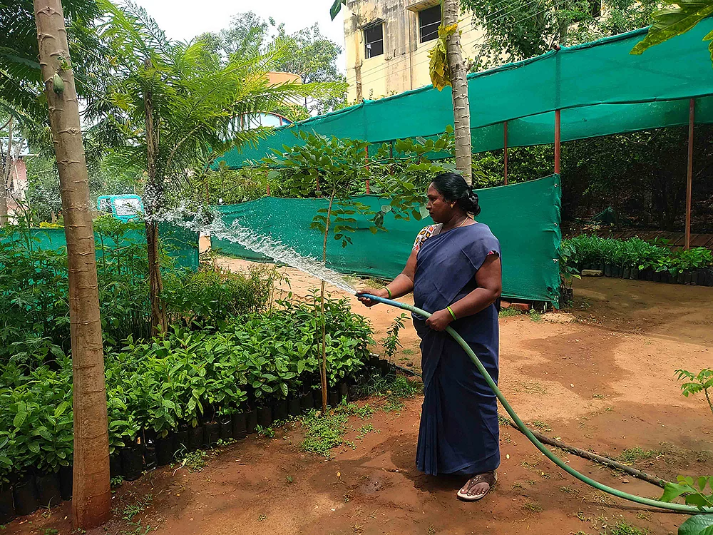 நாற்றுப்பண்ணை பராமரிப்பு