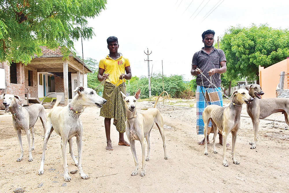 என்ன செய்கின்றன வேட்டை நாய்கள்?