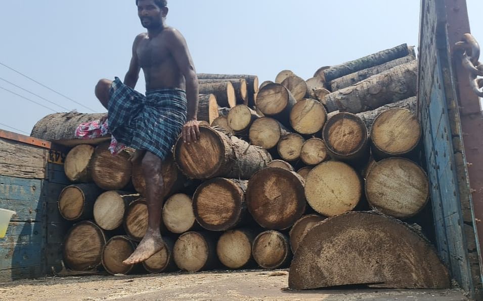 சாலைகளுக்காக வெட்டப்பட்டும் நூற்றுக்கணக்கான பனை மரங்கள்; அரசே விதிகளை மீறுகிறதா?