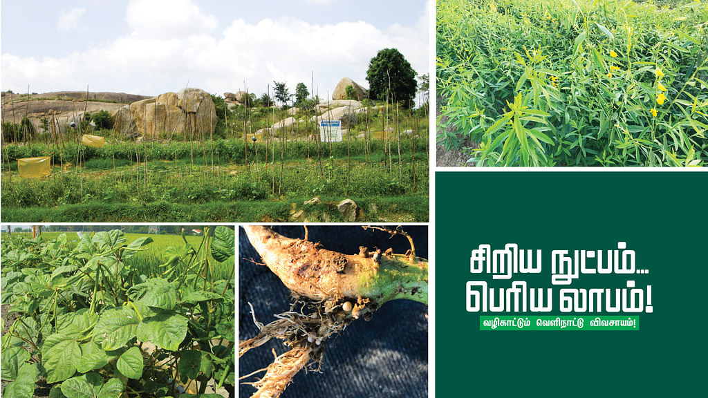 வெளிநாட்டு விவசாயம்