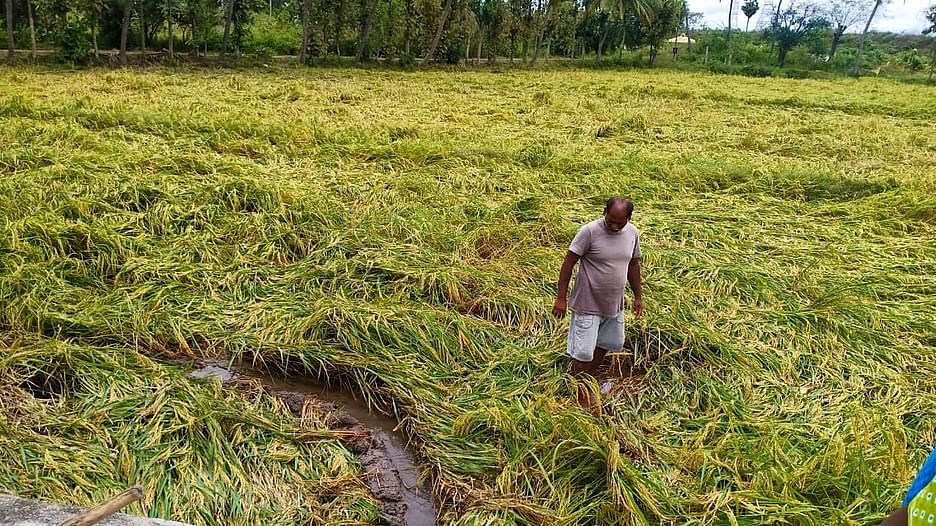 மழையால் பாதிக்கப்பட்ட நெல் வயல்