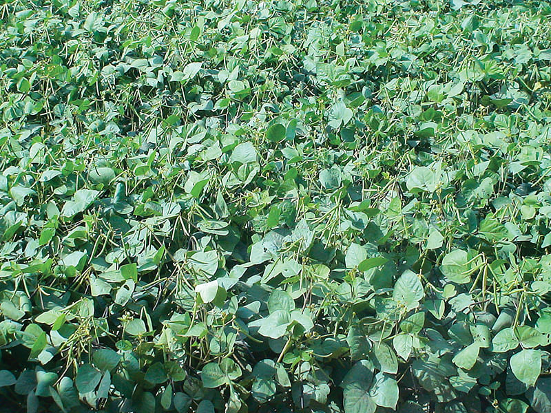 பயறு வகைகள்