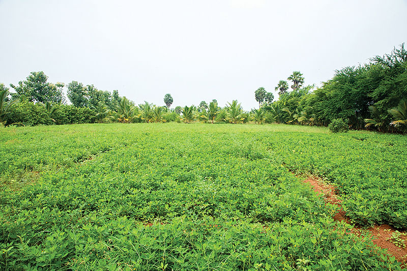 நிலக்கடலை
