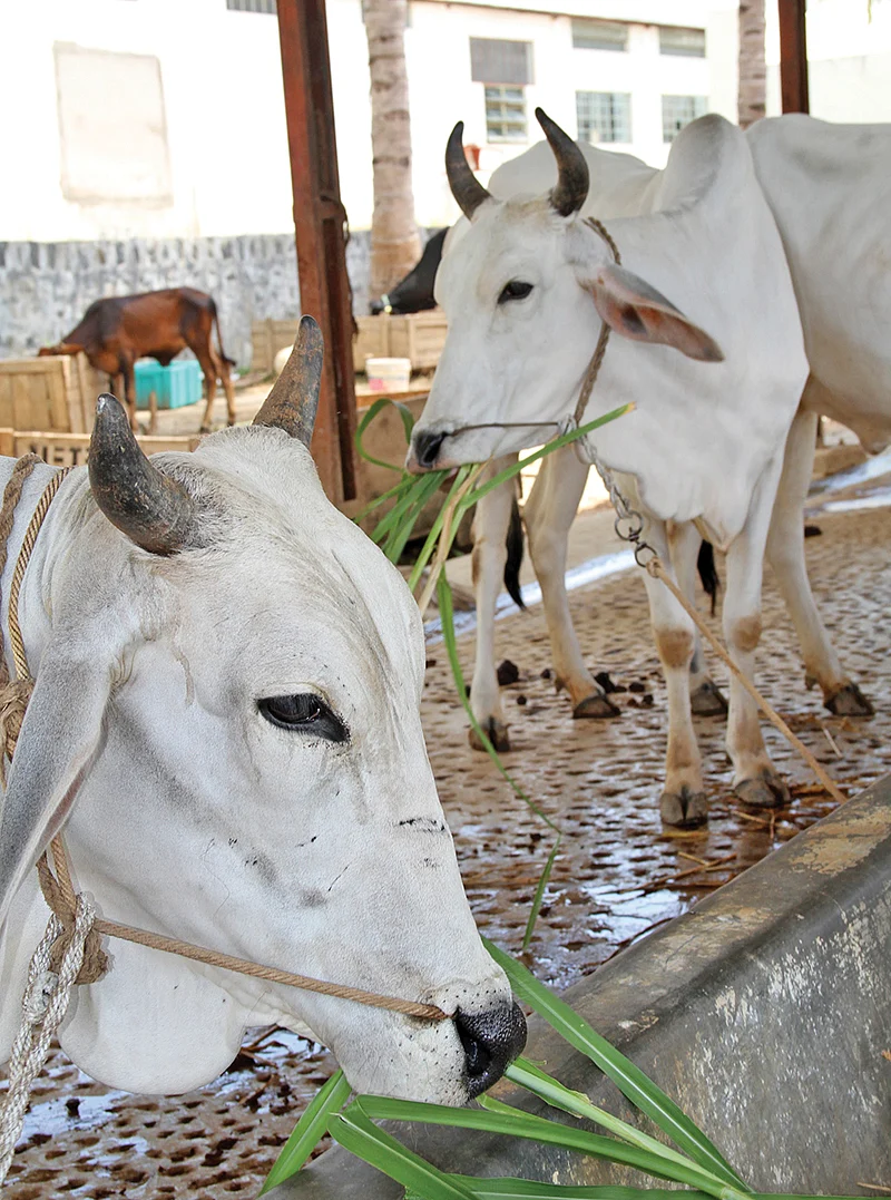 மாடுகள்