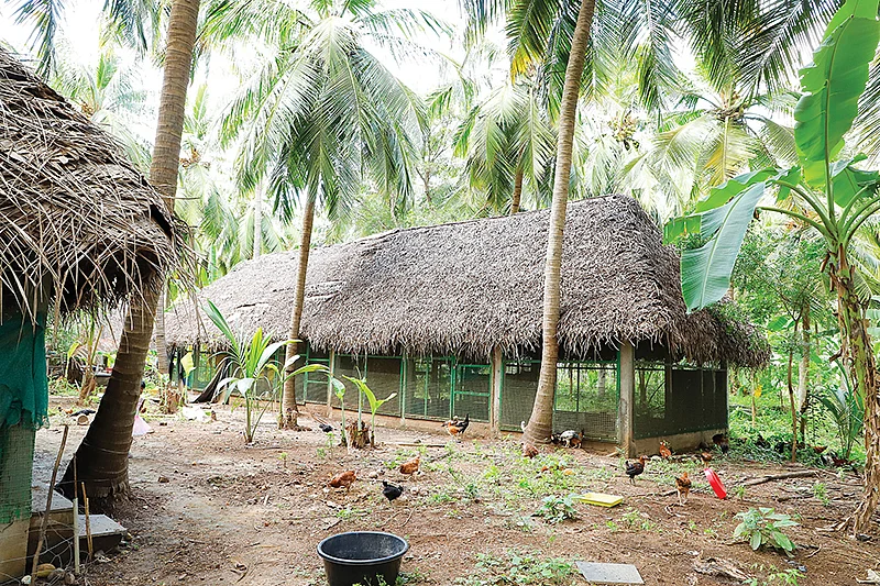 தென்னந்தோப்புக்குள் கொட்டகை