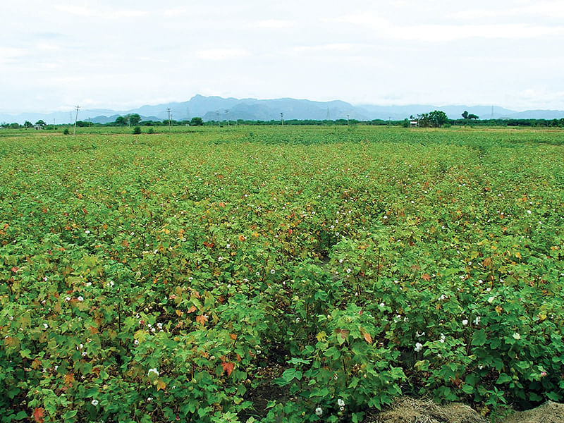 பருத்தி வயல்