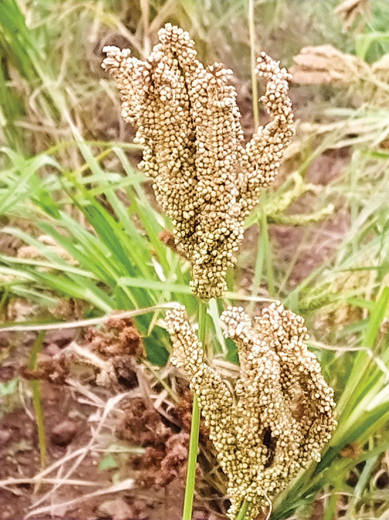 பெலி ராகி