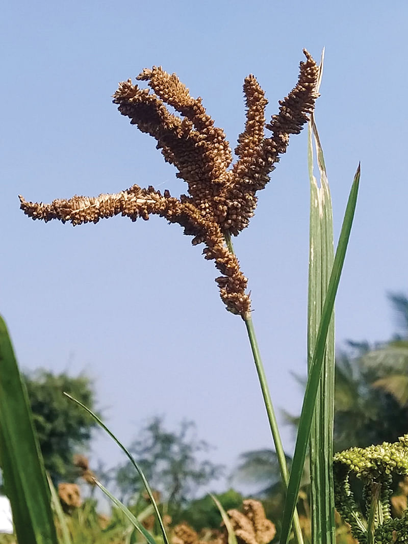 அய்யன ராகி