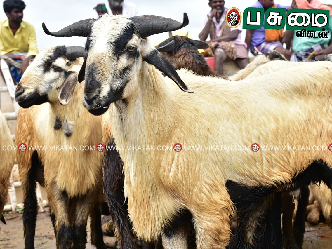 `ஆடுகளை ஏழைகளின் ஏடிஎம்னு ஏன் சொல்றோம்ன்னா?!' - கோடிகளில் வணிகம் நடக்கும் எட்டயபுரம் சந்தை