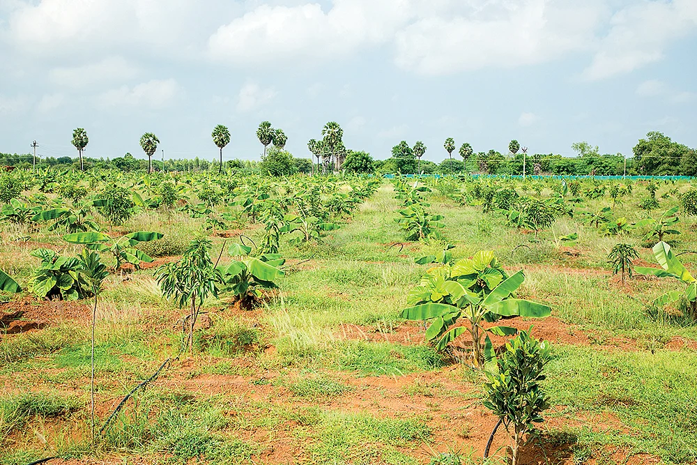 வாழை மற்றும் மரப்பயிர்கள்