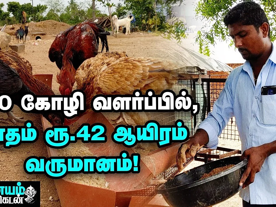 கோழி வளர்ப்பில் கொழிக்கும் லாபம்! | Chicken Poultry Farming | Successful Business | Nanayam Vikatan