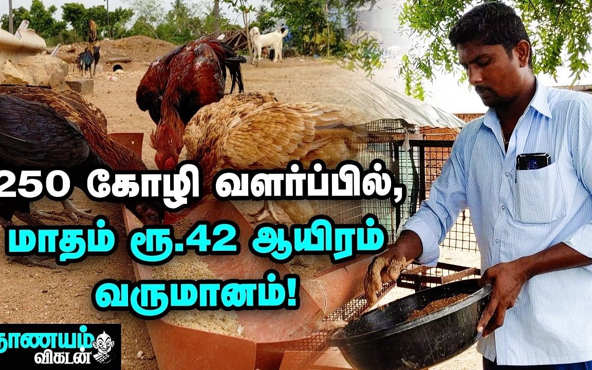 கோழி வளர்ப்பில் கொழிக்கும் லாபம்! | Chicken Poultry Farming | Successful Business | Nanayam Vikatan