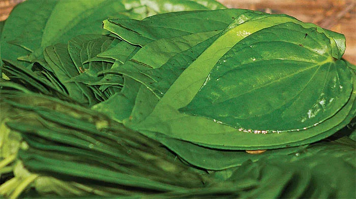 வெற்றிலை