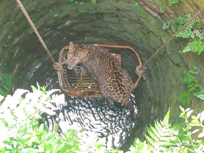கிணற்றுக்குள் விழுந்த சிறுத்தை; 6 மணி நேரம் போராடி ஊஞ்சல் கட்டி மீட்ட வனத்துறையினர்!