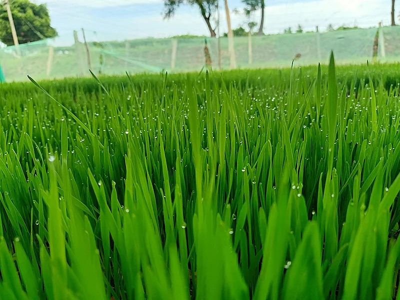 கோதுமைப் புல்