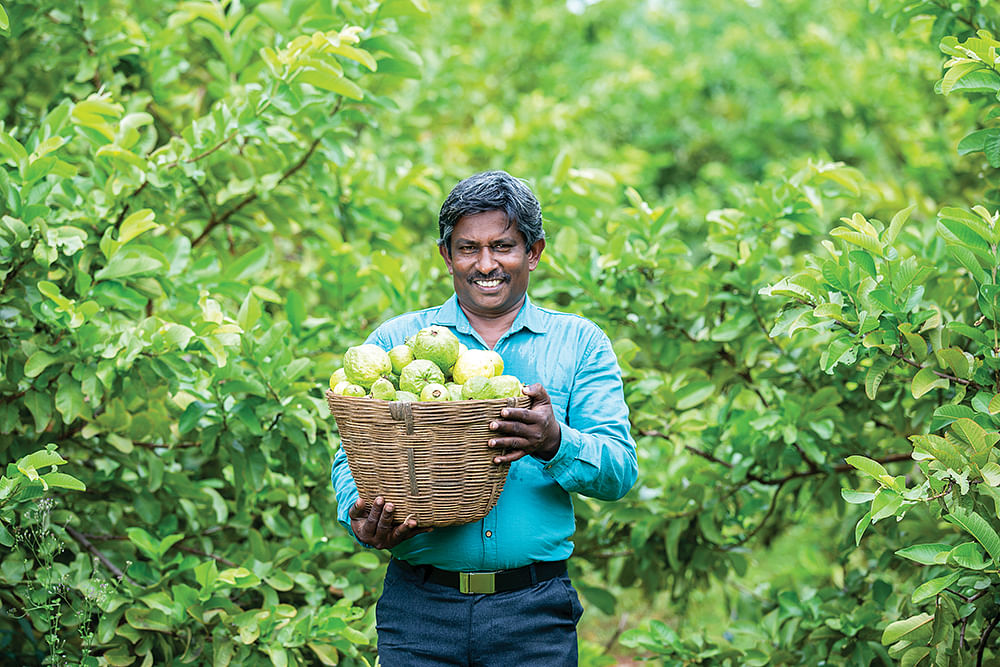கொய்யாவுடன் பாலசுப்பிரமணியன்