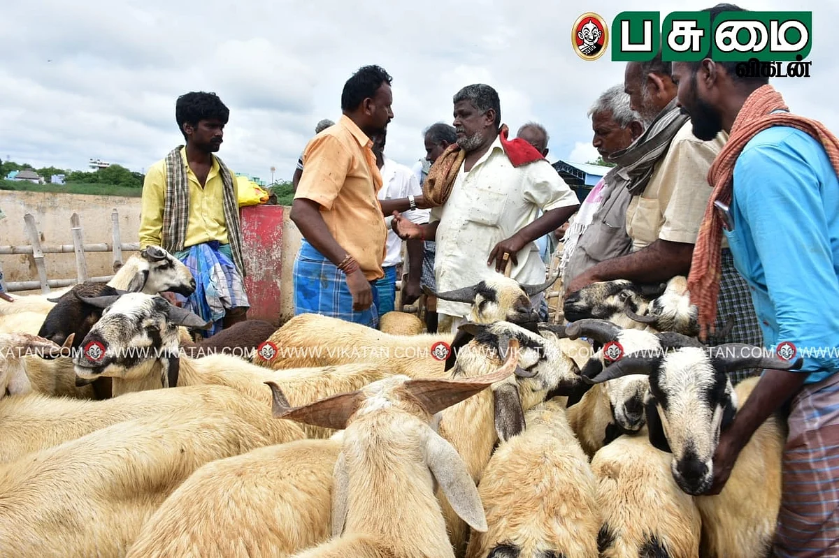 ஆட்டுச்சந்தை