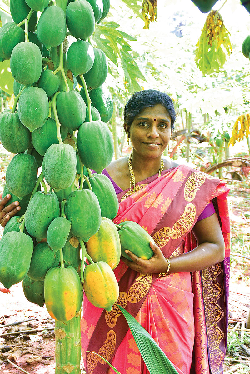 பப்பாளியுடன் பால்தங்கம்