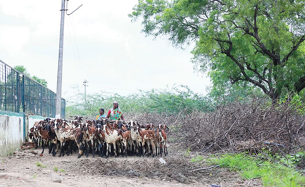 பண்ணையில் ஆடுகள்