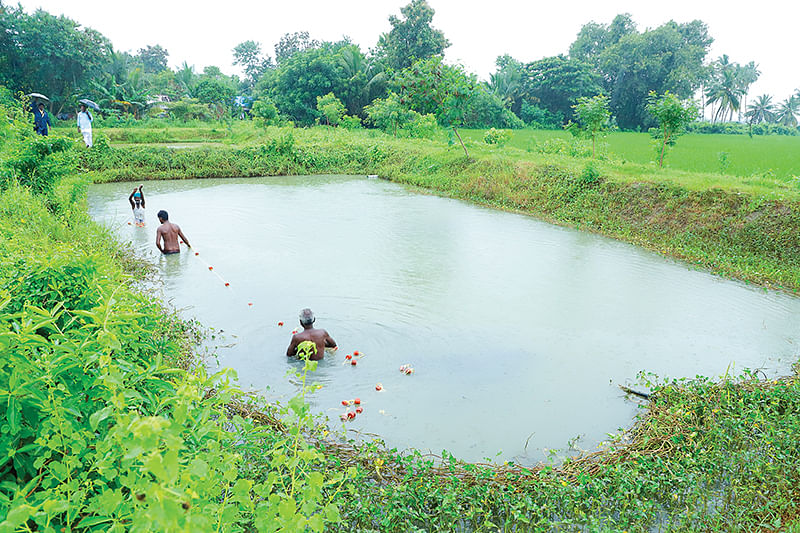 மீன் குளம்