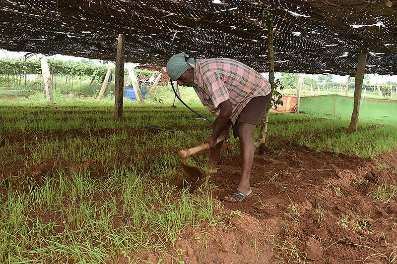 கோதுமைப் புல் சாகுபடி