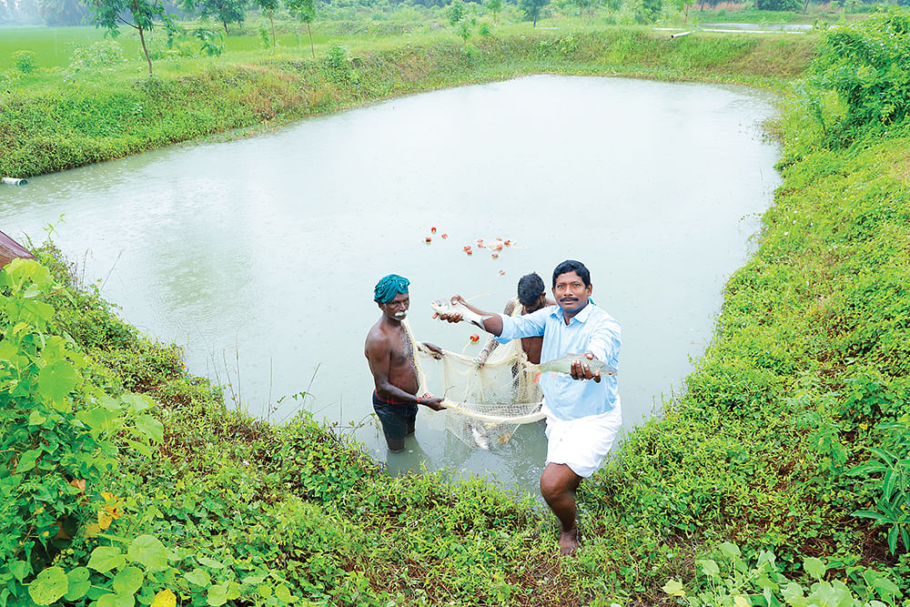 மீன் அறுவடையில் செந்தில்