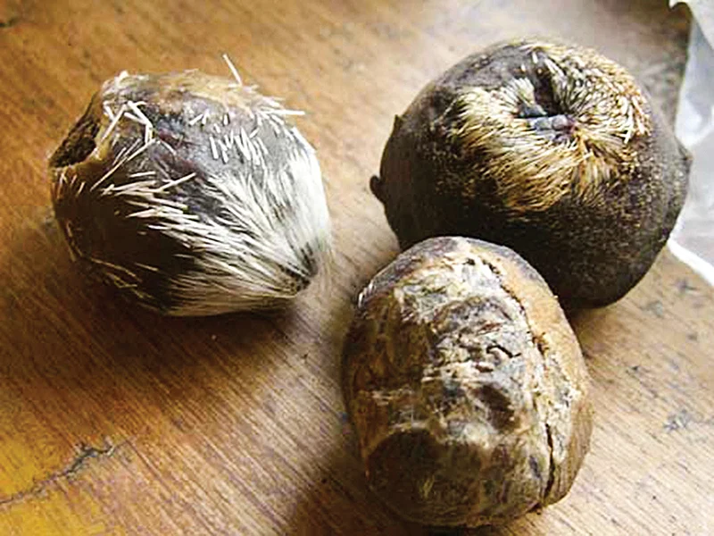 டீர் மஸ்க்- Deer musk