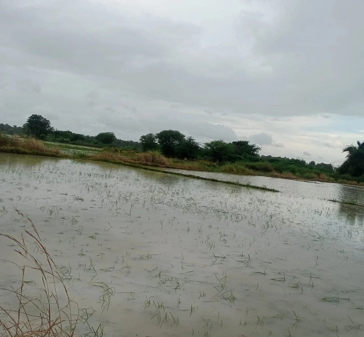 மழை நீரில் மூழ்கியுள்ள நெல் பயிர்