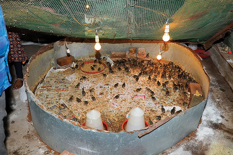 காடை குஞ்சுகள்