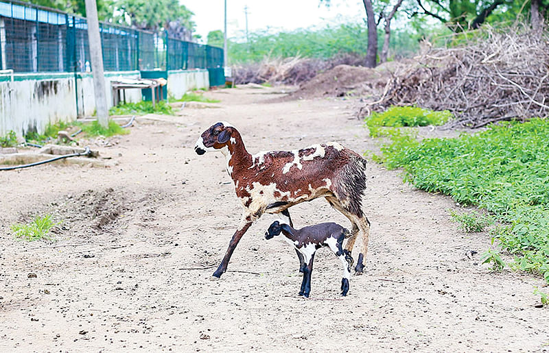 வெம்பூர் ஆடுகள்