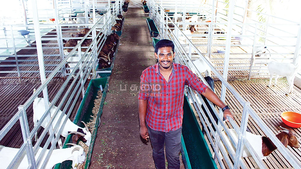 ஆடுகளுக்கான கொட்டில்