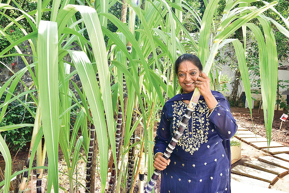 கரும்பு