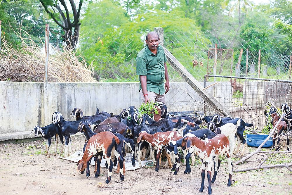 பண்ணையில் ஆடுகளுடன் கார்த்திக்
