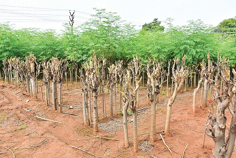 முருங்கைத் தோட்டம்