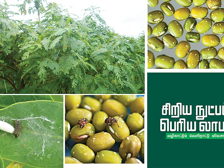 'பிக்ஸ்' பைகள் பயறுகளின்
'பலே' பாதுகாவலன்!