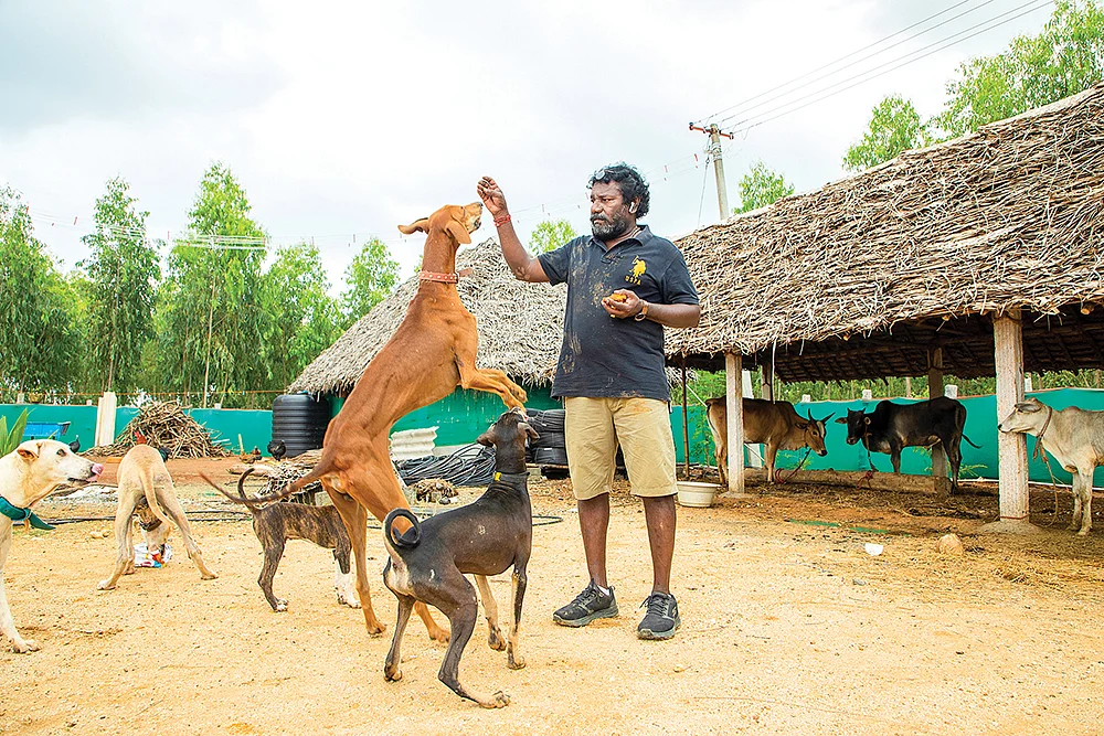நாட்டு நாய்கள்