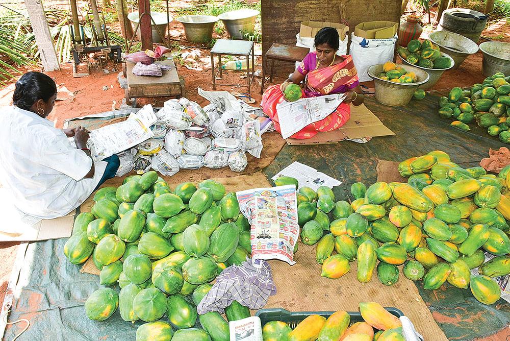 பப்பாளியை விற்பனைக்கு அனுப்பும் பணியில்