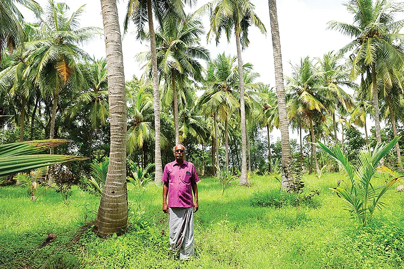 தென்னைச் சாகுபடி