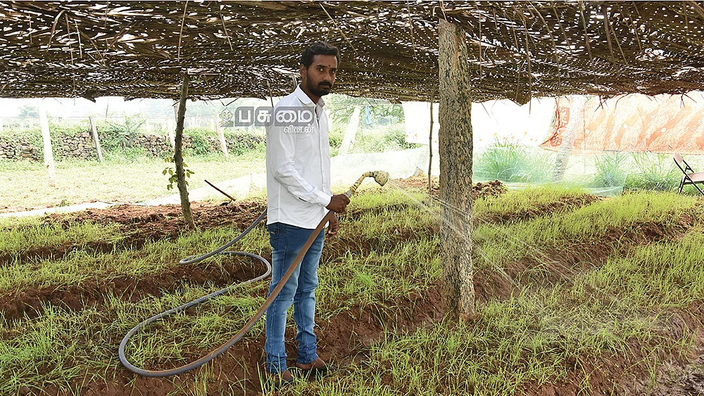 கோதுமைப் புல்லுக்குத் தண்ணீர் பாய்ச்சும் ராஜ்குமார்