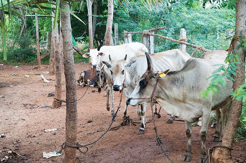மாடுகள்