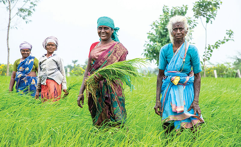 களை பறிக்கும் பணியில்