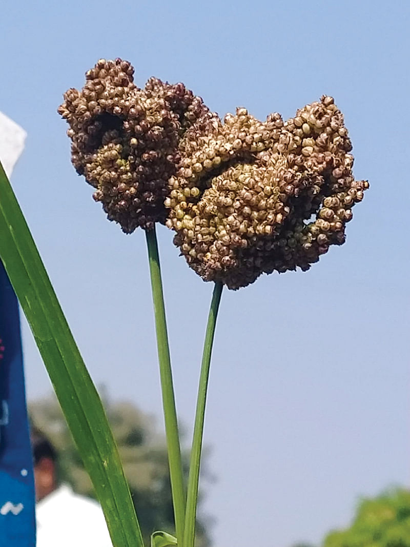 உகாண்டா ராகி