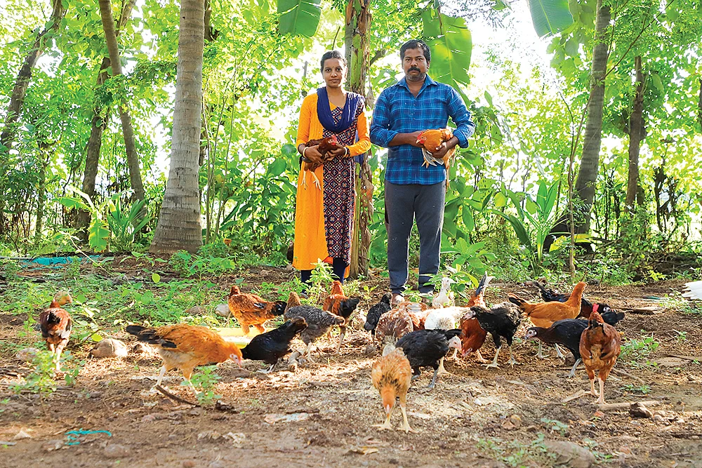 கோழிகளுடன் பிலிப்ஸ்-ஜெனிட்டா தம்பதி