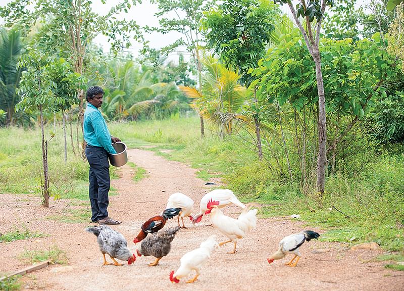 கோழிகள்
