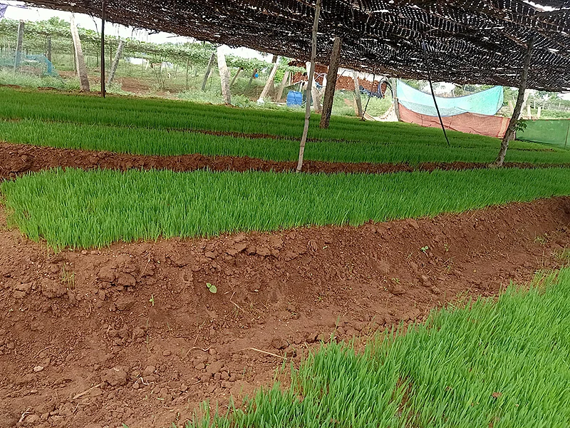 கோதுமைப் புல்