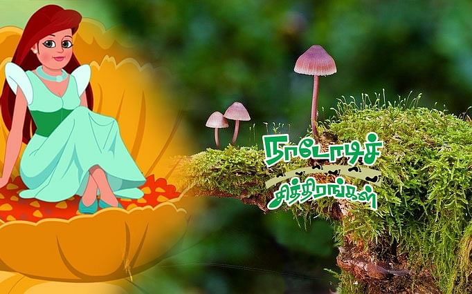 நாடோடிச் சித்திரங்கள்: `கடினமான பயணம்; பபூல் காட்டிய கண்ணைப் பறிக்கும்  காளான்கள்’ | பகுதி - 8