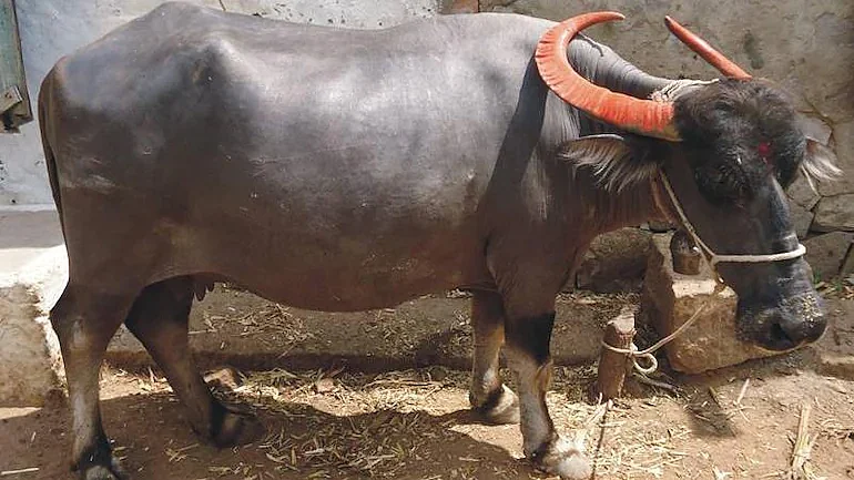 எருமை மாடு