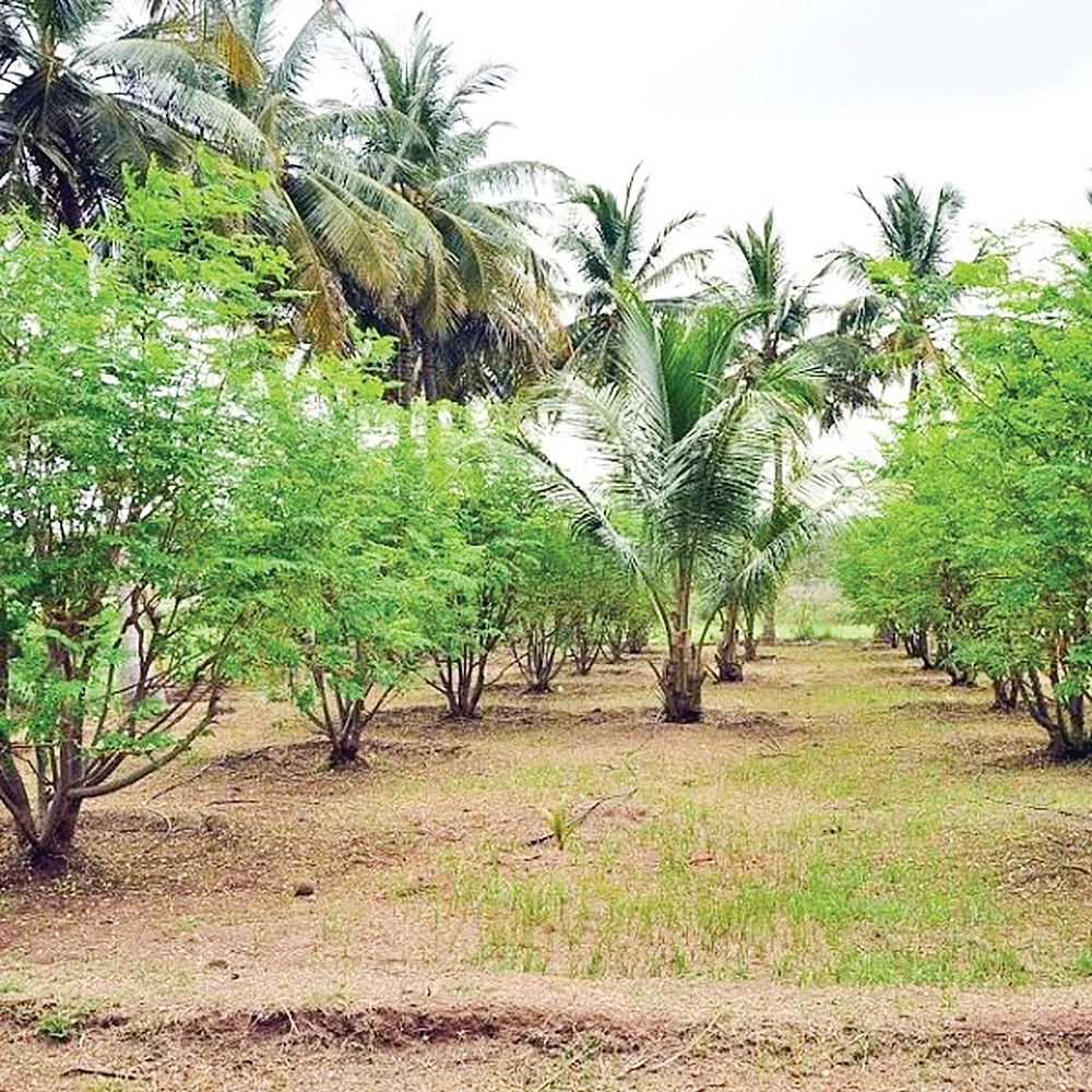 விவசாயம்