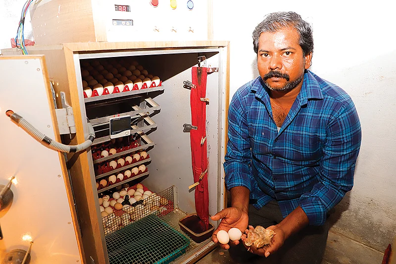 இன்குபேட்டரில் முட்டைகள்