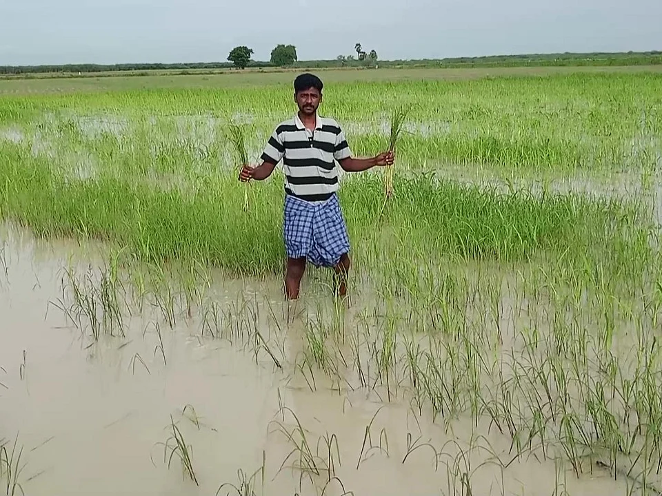 மூழ்கிய பயிர்கள்